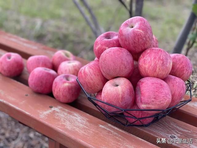 洛川苹果怎么样，洛川苹果咋样（吃一口洛川苹果）