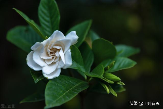 初中假期随笔，初中假期随笔600字左右叙事（夏夜清凉的温柔）