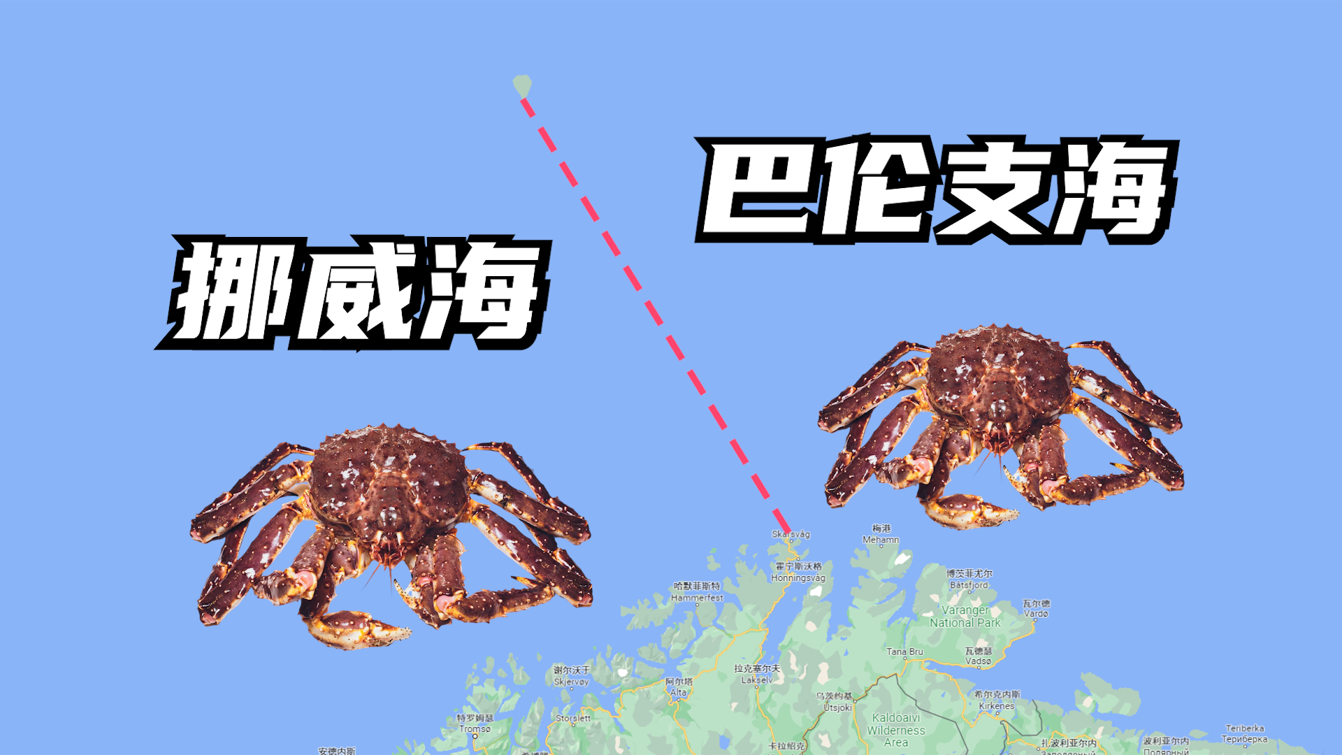 帝王蟹一只多少钱(活帝王蟹多少钱一斤)