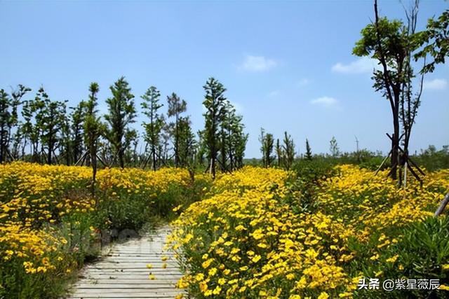 崇明岛在哪，崇明岛有什么好玩的景点（中国第三大岛崇明岛）