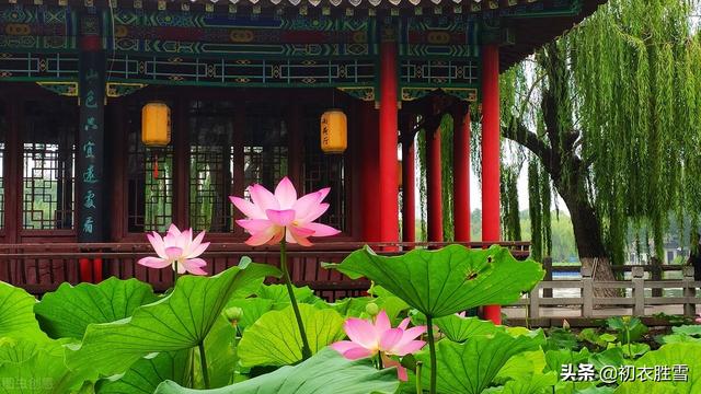 有关荷花的古诗，有关荷花的诗句古诗（溯源六月荷花节）