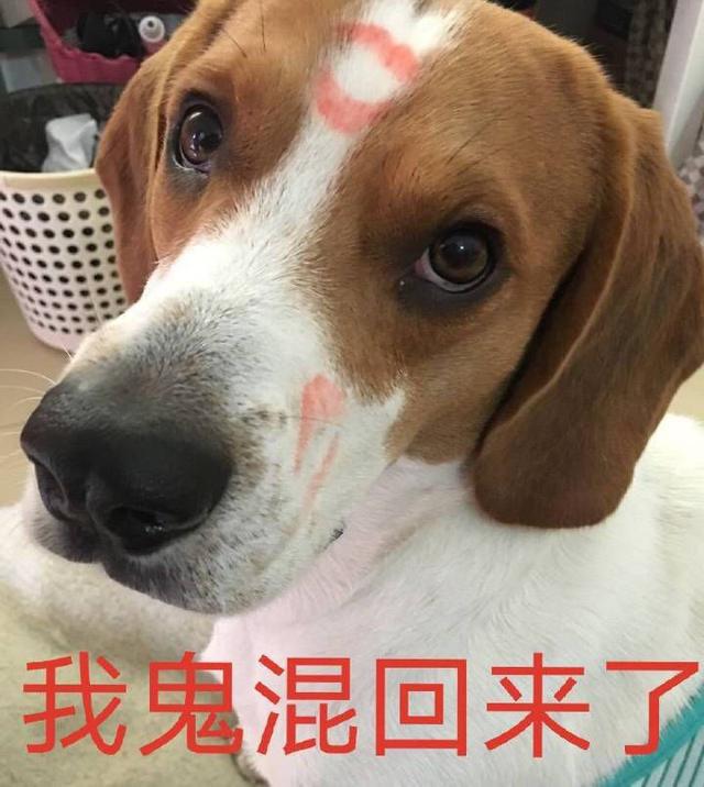 狗狗的寿命有多长，小狗的寿命一般能活多久（狗狗“老”到开始“掉牙”）