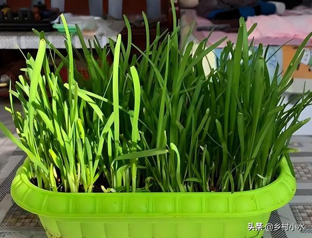 菲菜怎么做好吃，韭菜的做法有哪些（在家用泡沫箱种韭菜）