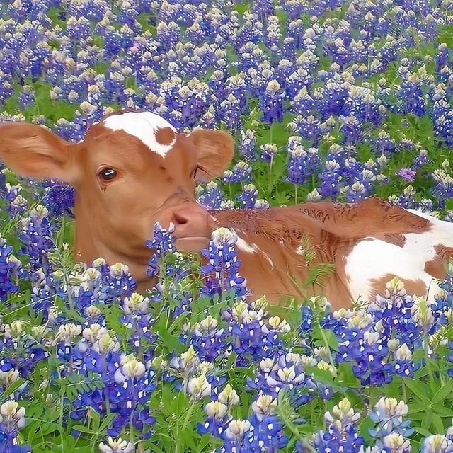 温柔的图片唯美，ins温柔唯美治愈系背景图，微信头像（生活明朗 万物可爱）