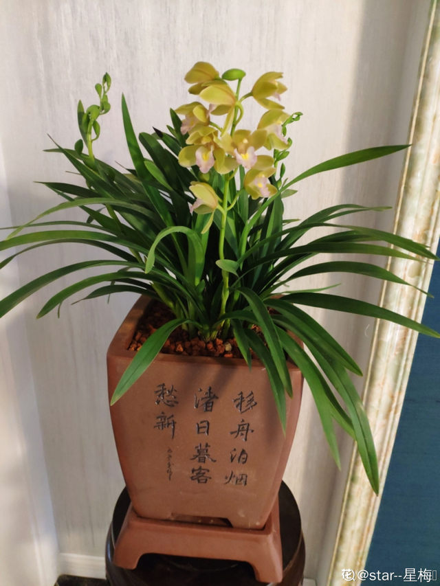 兰花什么时候开花一般在几月，兰花什么时候开放季节（兰花中的“香味之王”）