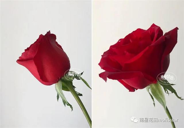 七朵玫瑰代表什么，最常见的红玫瑰（四朵玫瑰花是什么意思）