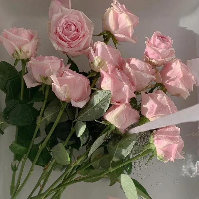 关于玫瑰的文案，玫瑰的唯美文案（有关玫瑰高级又浪漫的文案）