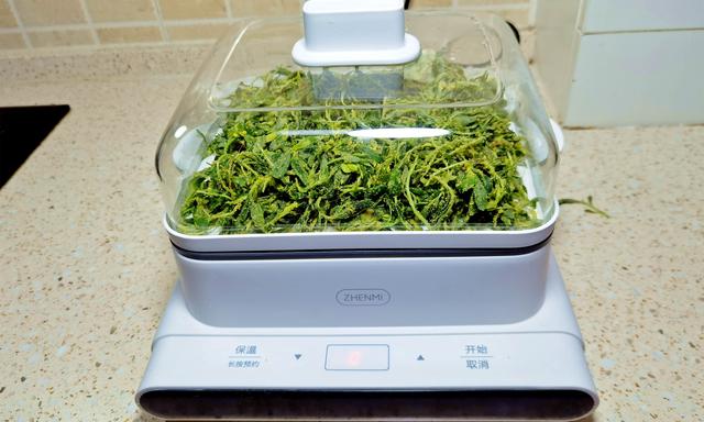 笤帚菜，这菜常被忽略（笤帚菜的样子）