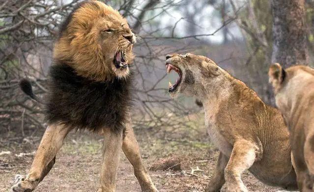 男人与雌性宠物交，雪貂可以当宠物养吗（遇到自己的母亲怎么办）