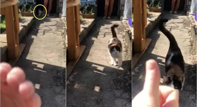 timi是什么意思，timi中是什么意思（“养了一只患有听力障碍的小猫咪）