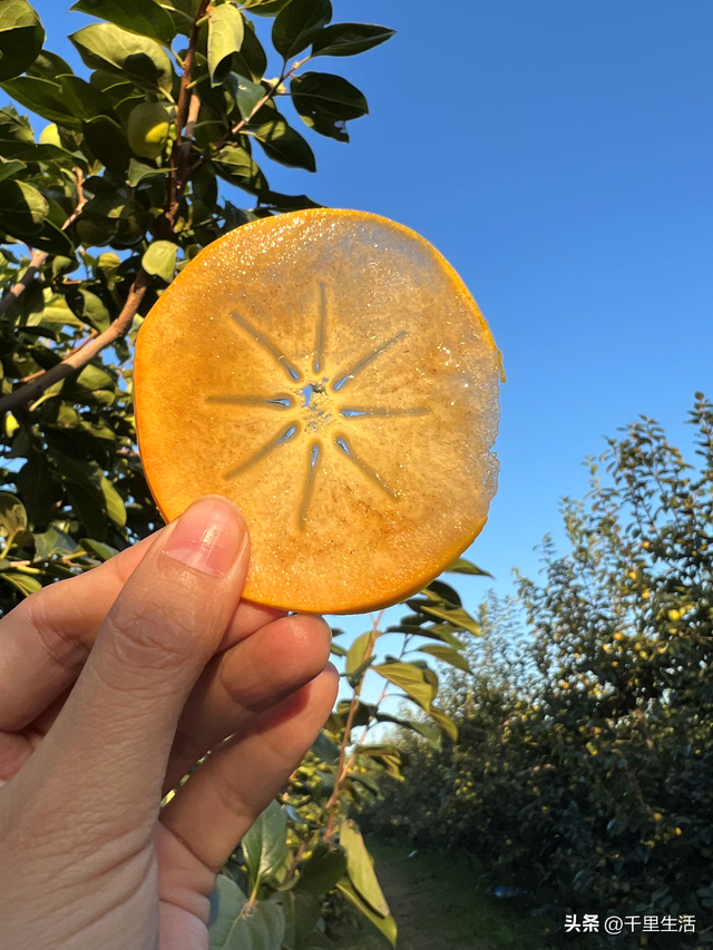 什么品种的脆柿子好吃，什么产地的脆柿子好吃（陕西巧克力糖心脆柿）