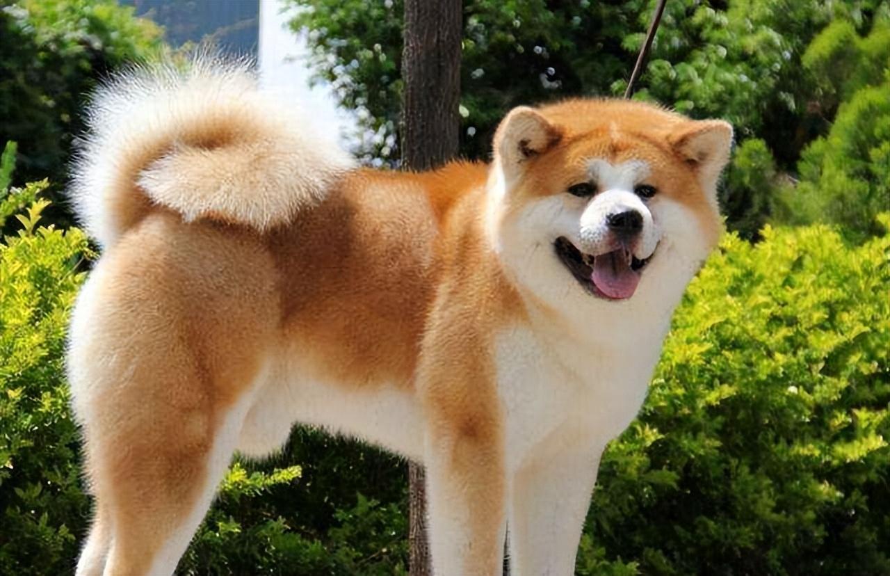 秋田犬为什么禁养(养柴犬的人都后悔了)