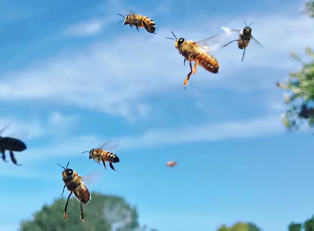 蜜蜂的特点和生活习性，蜜蜂的特点和生活特征（带你了解蜂王、工蜂、雄蜂）