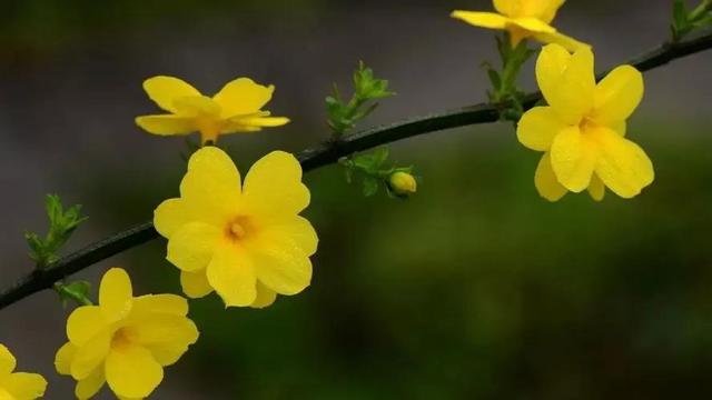 迎春花的花语是什么，迎春花的花语以及寓意（每天认识一种花：迎春花）