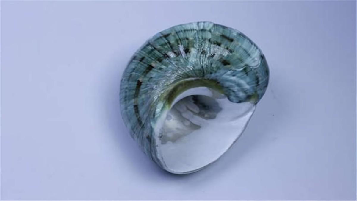 夜光蝾螺在黑暗中能发光吗，夜光蝾螺会发光吗（这种东西来自二级保护动物）