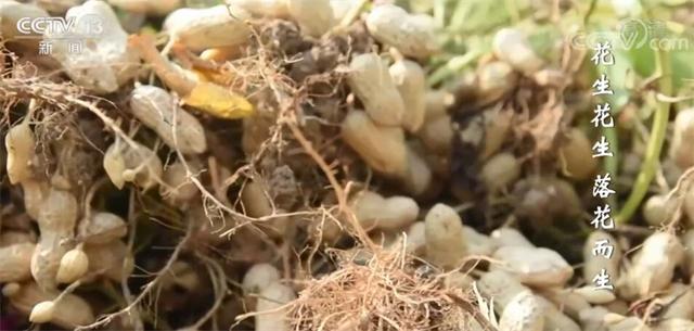 秋天收获的农作物，秋季农作物有哪些（丰收节里话丰收）