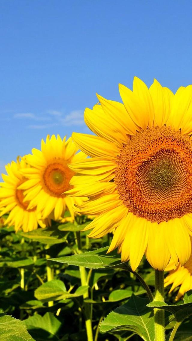 向日葵长什么样，向日葵的茎是什么样的（分享图片，生机勃勃的向日葵）