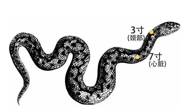 打蛇打七寸的七寸是指，打蛇打七寸那么七寸到底在哪里呢（那么蛇的七寸又在哪里）