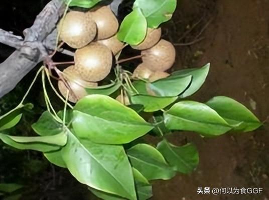 泸沽湖三大禁忌，泸沽湖和洱海哪个更值得去（泸沽湖畔摩梭人的传统食材与饮食文化）