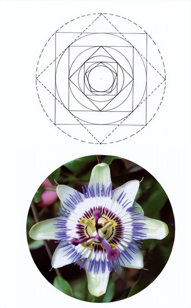 花朵的构造有哪些，花朵的组成结构（暴力拆解花朵的几何结构）