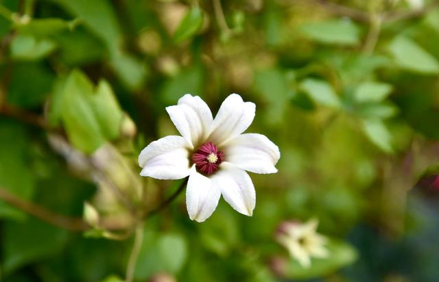 纸花怎么做简单又漂亮，怎么做简单又漂亮的纸花（小小的花朵）