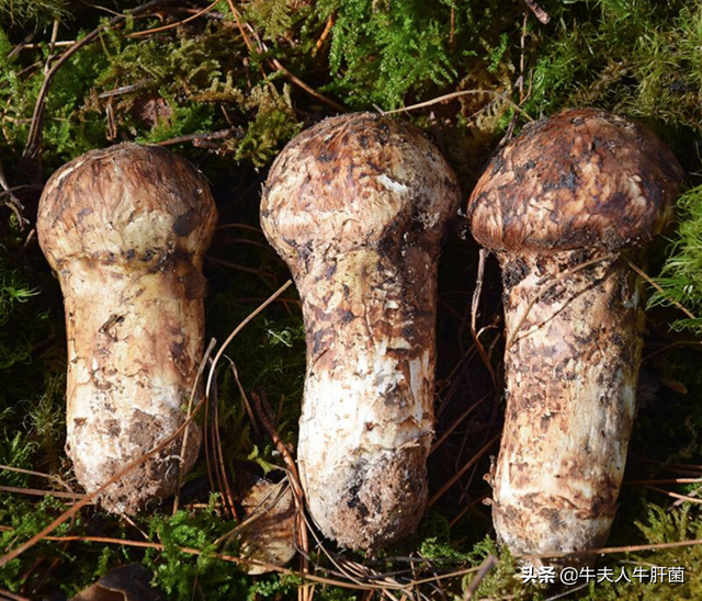 菌类有哪些，黄色的菌类有哪些（吃过三种就是人生赢家）