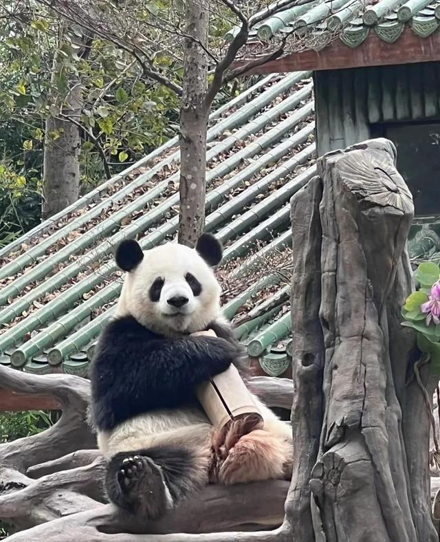 广州动物园游玩攻略，广州动物园玩转攻略（广州五一出行旅游攻略之广州动物园）