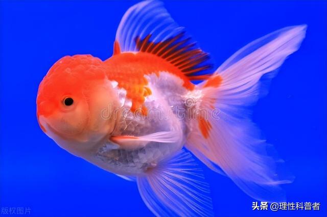 鱼睡觉是什么样子，鱼是怎么睡觉的（鱼处于低能耗状态时）