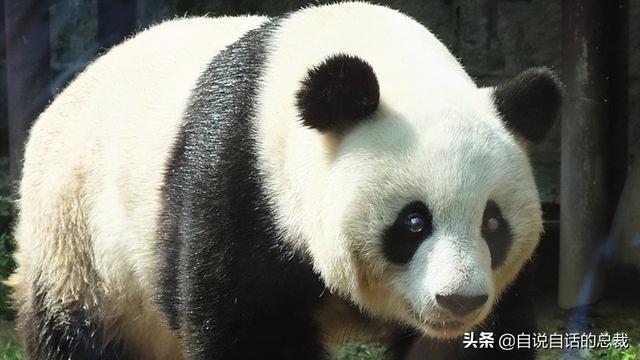 鹿血酒多少钱一瓶，鹿血酒一瓶500ml要多少钱（这是人们认为它是仙兽真正的原因）