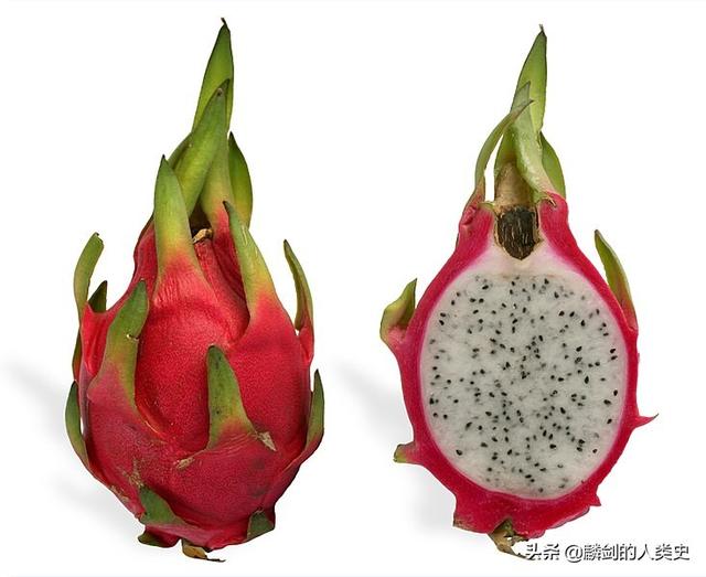 霸王花跟火龙果区别图，如何区分霸王花和火龙果（仙人掌科—仙人球亚科<三>）