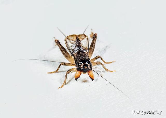 怎样斗蛐蛐，怎样斗蛐蛐儿（蟋蟀最“好斗”的季节到了）