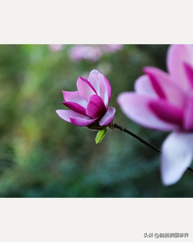浪漫之花朵，一朵鲜花的浪漫（实拍26张玉兰花的照片图片）