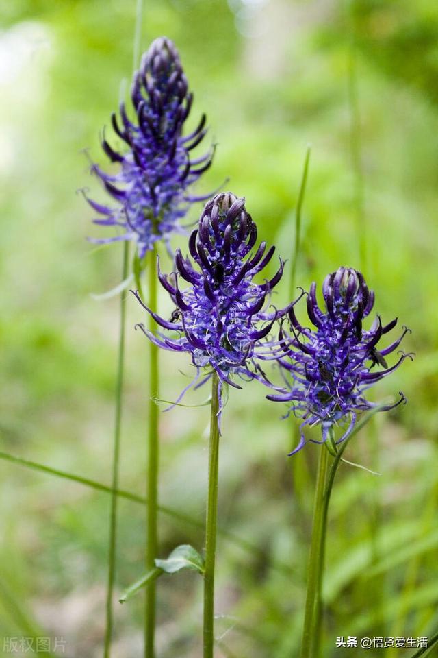 十大最香兰花品种，11种难得一见的名贵兰花