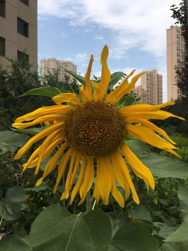 描写植物的优美句子，描写植物的优美句子摘抄（五彩斑斓千姿百态）