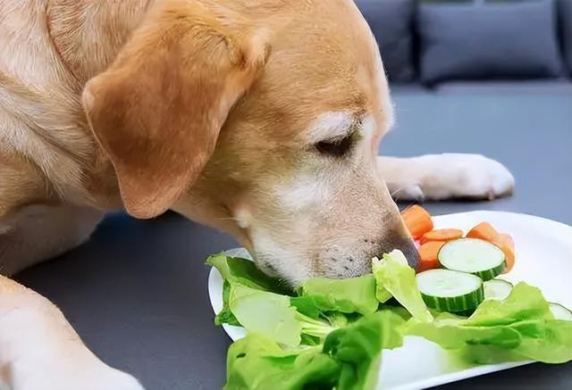 狗狗一天吃几顿，成年狗狗一天吃几顿最好（不一定是挑食，有这些原因）