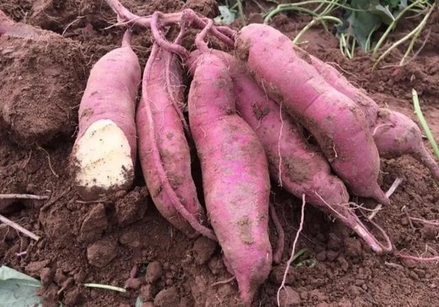 女人吃猪肝有什么好处，猪肝一周吃几次补血（多吃“4红3黑2绿”）