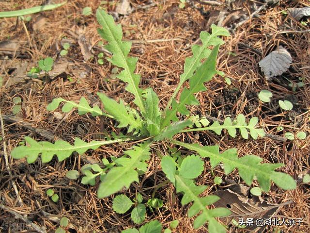 野菜的种类有哪些，野菜都有什么种类（教你认识不同的野菜和吃法）