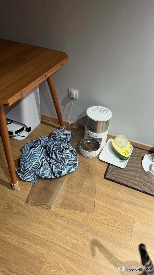 吸鞋是什么意思，吸烟鞋是什么鞋（关于我家猫的某些怪癖）