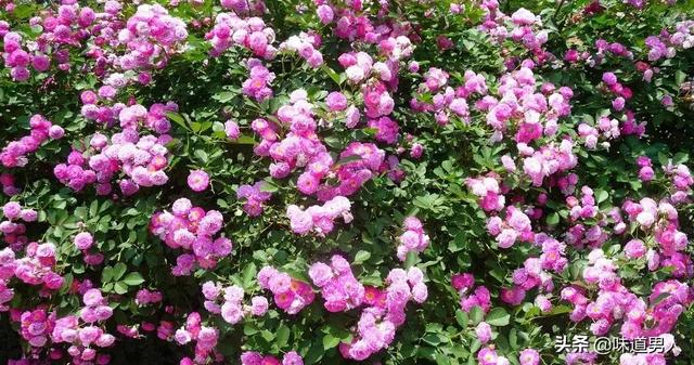 如人饮水冷暖自知什么意思，婚姻如人饮水冷暖自知什么意思（冷暖自知，不足为外人道也）