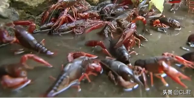 小龙虾可以吃吗，龙虾可以吃吗（小龙虾还能不能吃）