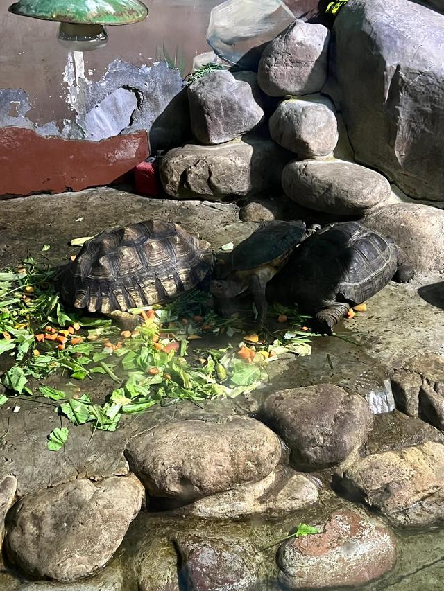 动物名称大全，植物名称大全名字（这些动物你都认识吗）