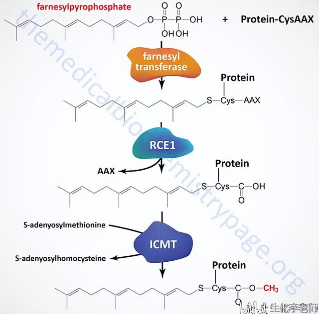 et是什么基团，蛋白质的脂化修饰<PTM>