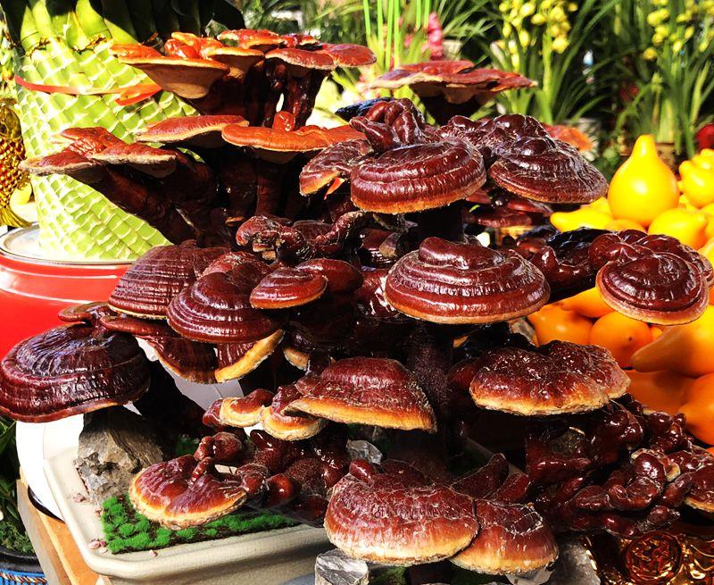 麒麟花的寓意是什么，客厅摆放麒麟的图片（海南迎春花市年味渐浓）