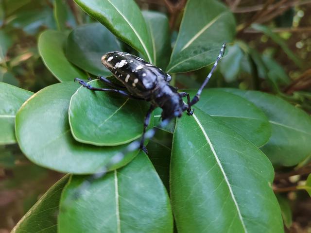 天牛是什么，天牛是什么科目（天牛）