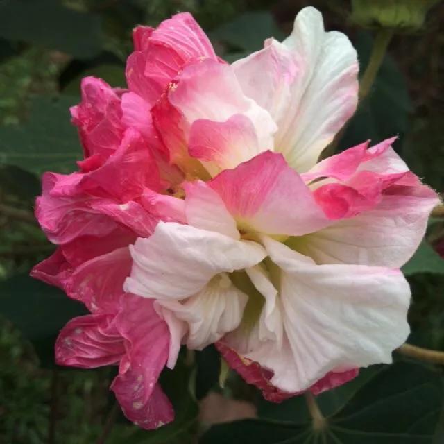 芙蓉花的寓意和象征，芙蓉花的寓意（芙蓉花，成都最美的花）