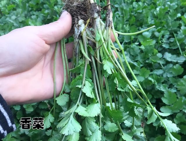 十大打农药最多的菜有哪些，哪种菜农药比较少（天生自带“驱虫”能力的10种蔬菜）