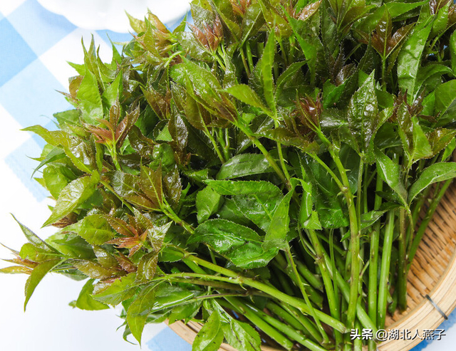 春天能吃的野菜大全，春天都有哪些野菜可以吃（送你63种野菜大图鉴）