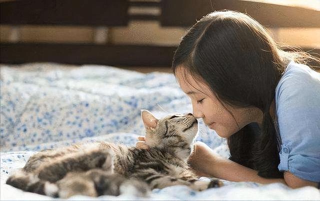美短猫真的好养吗，养到的人都很幸运