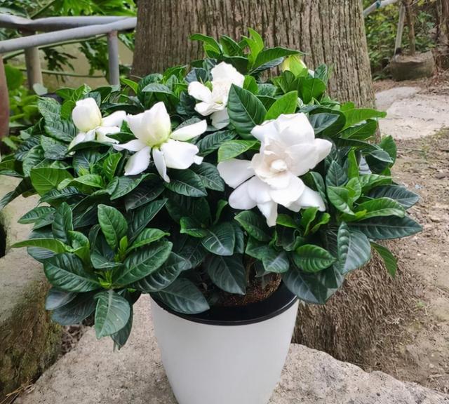 开花有香味的花有那些品种，开花有香气的花有几种（9种“香水花”）
