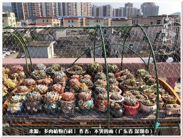 彩虹糖的梦 金娃娃，娃娃音适合唱哪些歌（愿2022心中有盼）